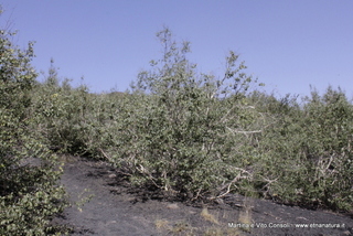 rra delle Concazze-05-08-2014 11-17-037
